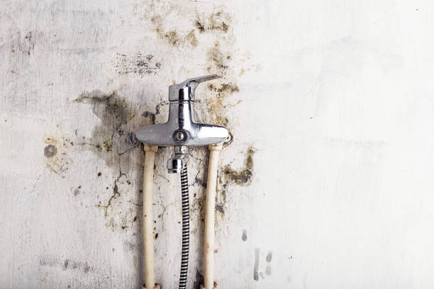 Best Home Mold Removal  in Chevy Chase Heights, PA