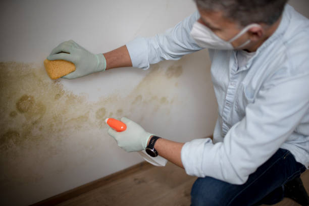 Best Crawl Space Mold Removal  in Chevy Chase Heights, PA