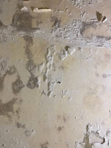 Best Mold Removal Company Near Me  in Chevy Chase Heights, PA