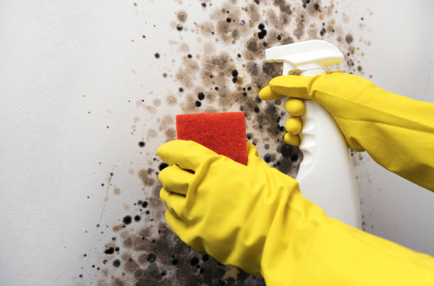 Mold Testing and Removal in Chevy Chase Heights, PA