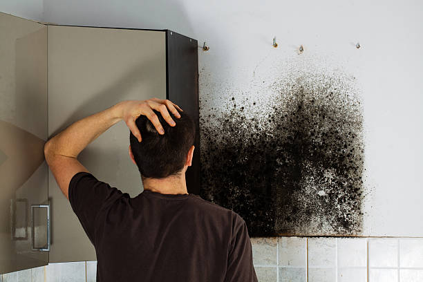 Best Residential Mold Removal  in Chevy Chase Heights, PA
