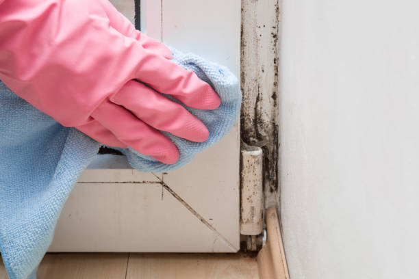 Trusted Chevy Chase Heights, PA Mold Removal Experts